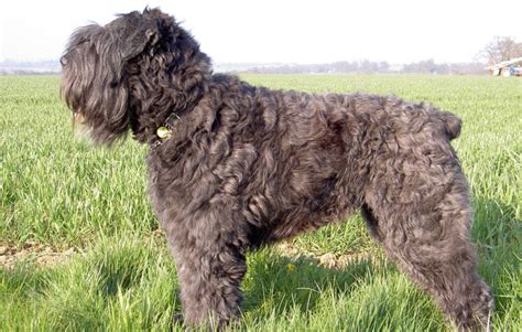 Bouvier Des Flandres | Dog Breeds Facts, Advice & Pictures | Mypetzilla UK