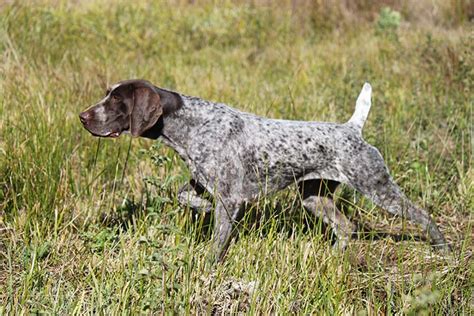 Frequent Do pointer dogs point naturally? The Ultimate Guide – KeepingDog