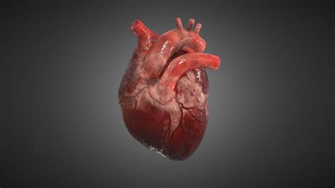 Realistic Human Heart - Download Free 3D model by neshallads [3f80723 ...