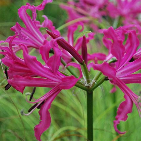 Nerine bowdenii | Bulbous plants, Hardy perennials, Planting flowers