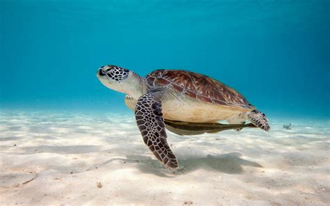 Sea Turtle Wallpaper Backgrounds (55+ images)