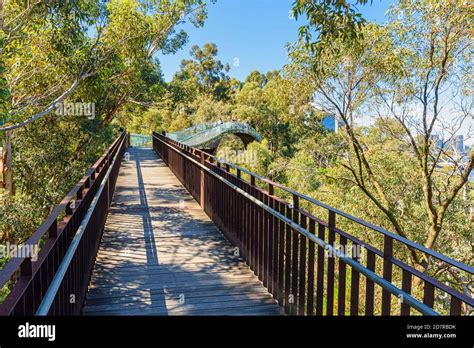 The Kings Park Lotterywest Federation Walkway Bridge, Perth, Australia ...