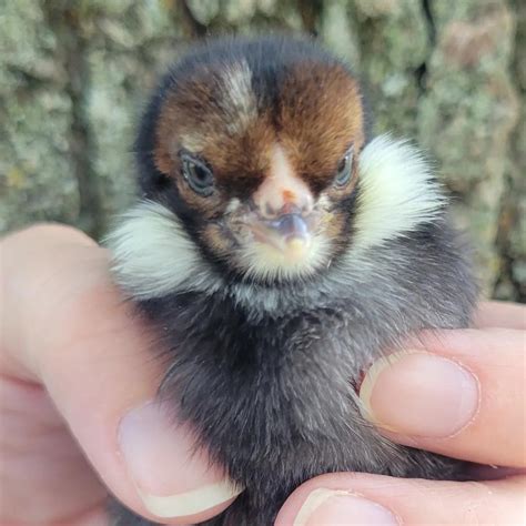 Rumpless Tufted Araucana Started Young Pullet Hens - Chicken Scratch ...