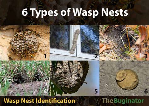 wasp nest in tree root - Shavon Hostetler