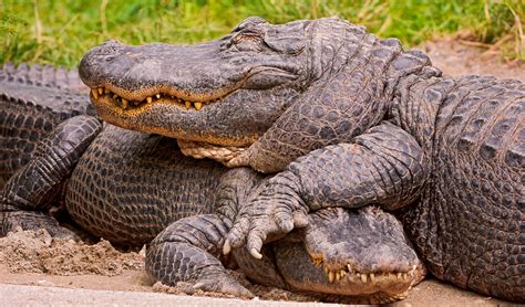 Two cute alligators | Two alligators of the Walter Zoo lying… | Flickr