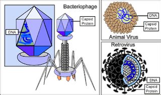 Capsid | Function, Structure & Examples - Lesson | Study.com