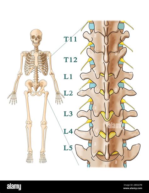 creciendo Glamour Conciliador lumbar spine bone anatomy Inmigración ...