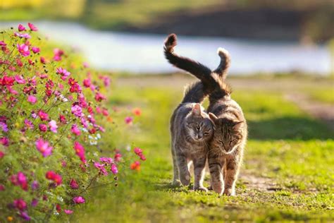 Natural Pain Relief for Cats: Real Remedies vs. Myths | AskVet