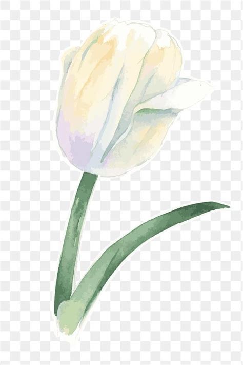 White tulip flower transparent png watercolor sticker | free image by ...