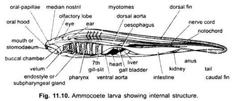 Lamprey Dissection Esophagus