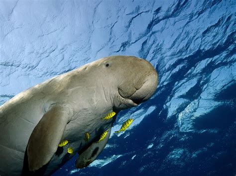 Dugong | Species | WWF