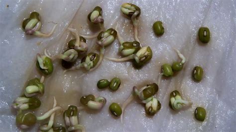 Mung Beans Sprout Germination Time Lapse - YouTube