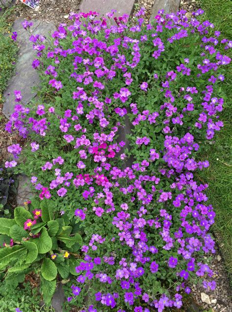 Lovely rockery flowers | ดอกไม้