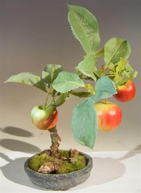 Best Bonsai Tree Apple The ultimate guide | leafyzen