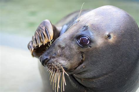 Earless Seal Images | Free Photos, PNG Stickers, Wallpapers ...