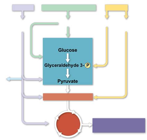 Catabolism Diagram Diagram | Quizlet