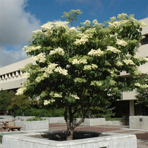 Japanese Ivory Silk Lilac Tree | Platt Hill Nursery