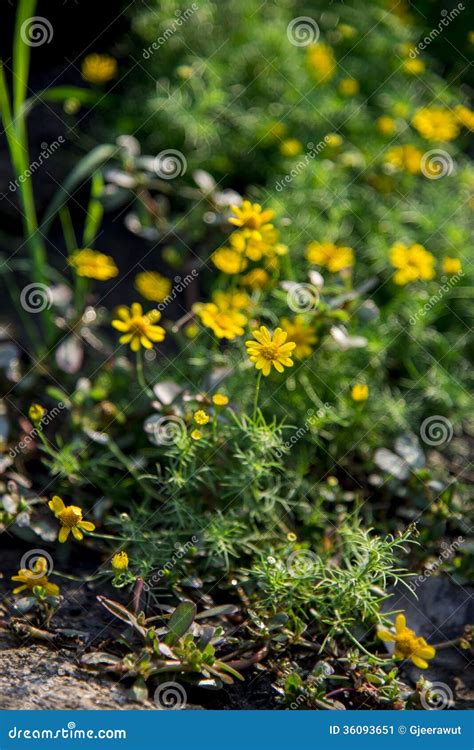 Yellow Daisy Flower in the Garden Stock Image - Image of meadow, lawn ...