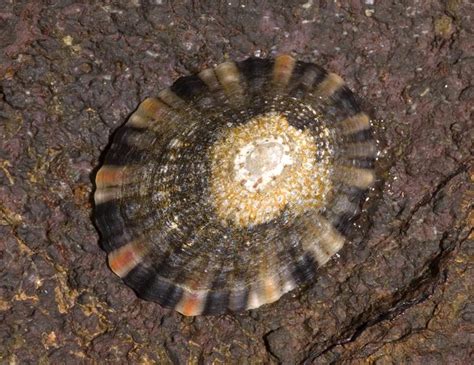 Port Phillip Bay Taxonomy Toolkit