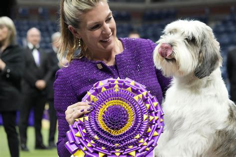 Dog named for Buddy Holly wins Westminster dog show, a first for its ...