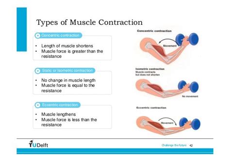 Eccentric-Isometric-Concentric Muscle Contractions - Blog - Okanagan ...