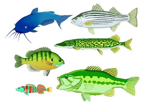 Free Fish Pond Cliparts, Download Free Fish Pond Cliparts png images ...