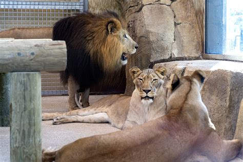 Lion Habitat Opens - Potawatomi Zoo