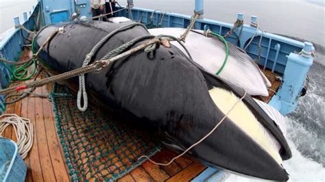 Japan resumes commercial whaling after 31 years - Pressmediaofindia