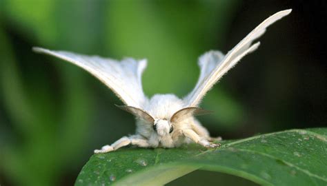 Toxicity From The Giant Silkworm Moth (Lonomia Obliqua) | Su20 7588