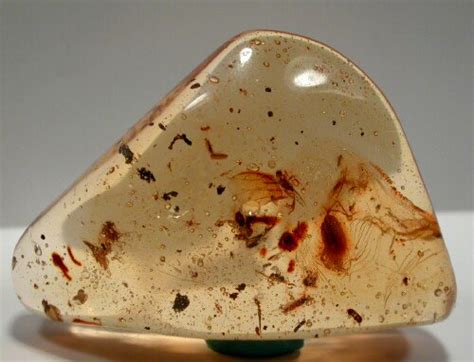 Isopod Crustacea in fossil amber