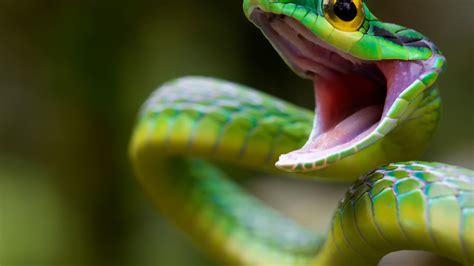 2560x1440 Resolution snake, green snake, costa rica 1440P Resolution ...