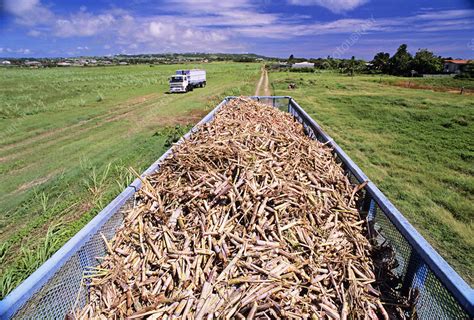 Harvesting sugar cane - Stock Image - E768/0285 - Science Photo Library