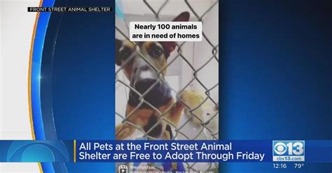 Front Street Animal Shelter offering free adoptions through Friday ...