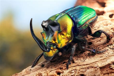 Imperator | Rhino beetle, Insects, Beetle insect