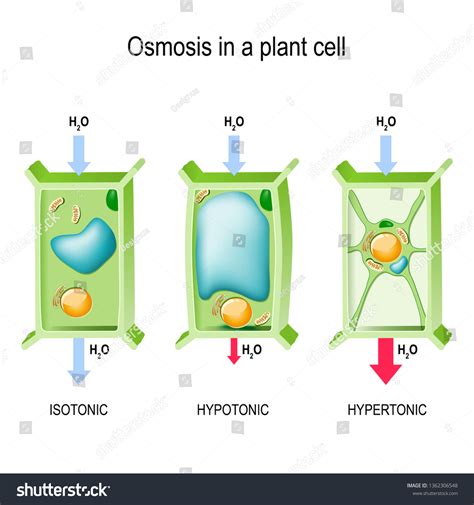 Osmosis Plant Cell 3 Types Tonicity Stock Illustration 1362306548 ...