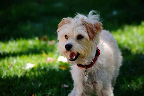 Yorkiepoo Dogs: Fun Facts, History and How To Get One