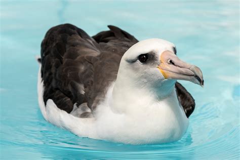 Laysan albatross | Animals | Monterey Bay Aquarium