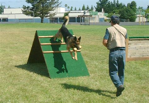 Training a German Shepherd - german shepherd