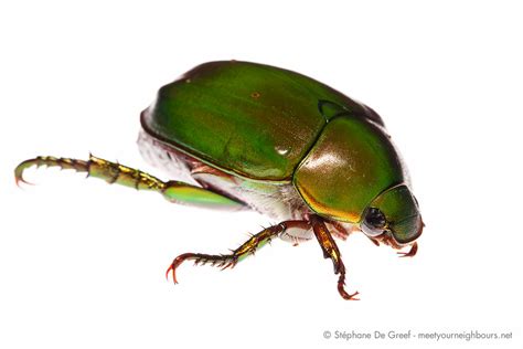 Green Scarab Beetle (Scarabeidae Rutelinae) | Green Scarab B… | Flickr