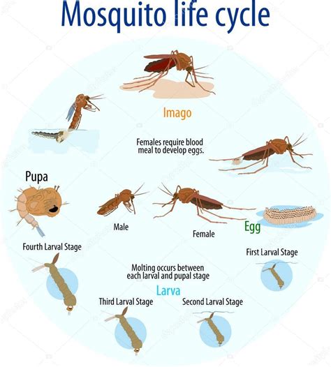 Mosquito life cycle — Stock Vector © magemasher #129293562