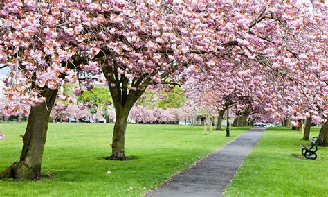 Care for your Cherry Blossom Tree