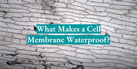 What Makes a Cell Membrane Waterproof? Answer Here! - WaterproofWiki