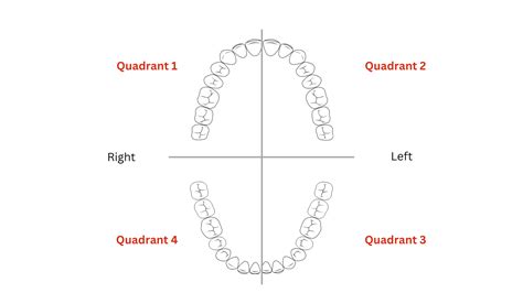 THE TOOTH: Types, Function, Structure, and Nomenclature