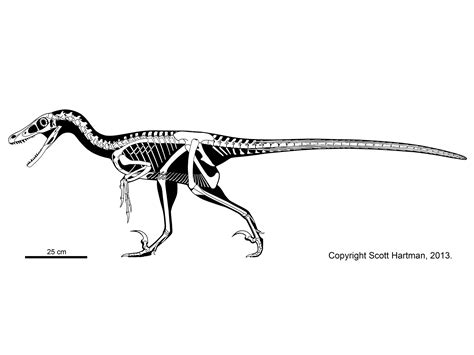 Velociraptor mongoliensis | Animales prehistóricos, Paleontología ...