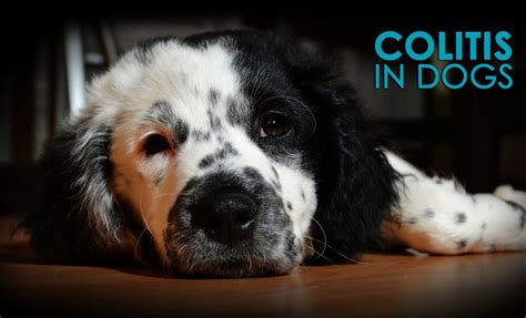 Colitis in Dogs: Causes, Symptoms and Solutions - Allivet Pet Care Blog