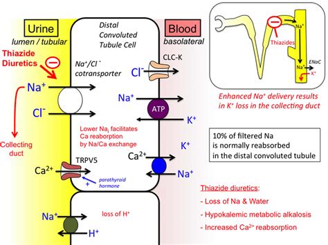 Thiazide diuretics uses, list, thiazide mechanism of action & thiazide ...