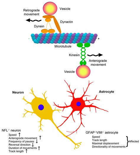 Intermediate Filaments In An Animal Cell