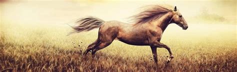 Discover Spirit: The Kiger Mustang Behind Stallion of the Cimarron ...