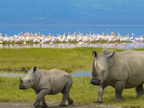 LAKE NAKURU (2024) All You Need to Know BEFORE You Go (with Photos)