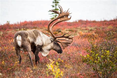 Pin by TLUVI on animals | Caribou hunting, Animal habitats, Animals